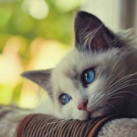 Avatar Lý Thị Thảo